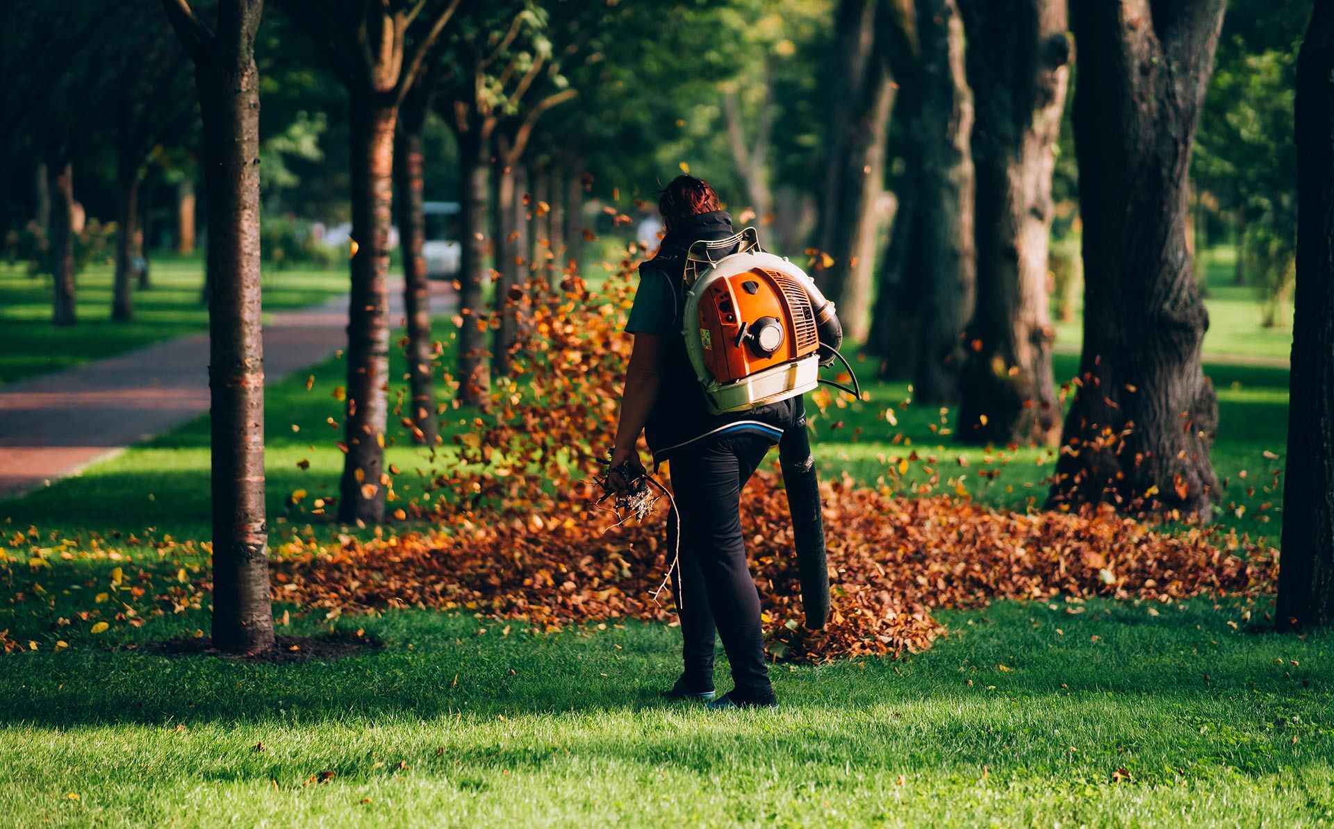 Person using a leaf blower in a park, blowing leaves.