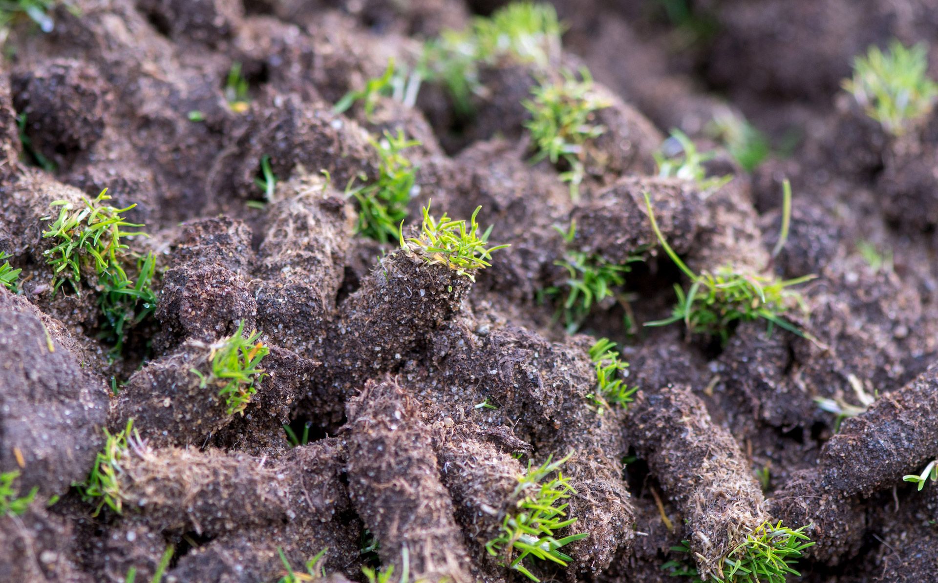 Clods of soil with green grass.