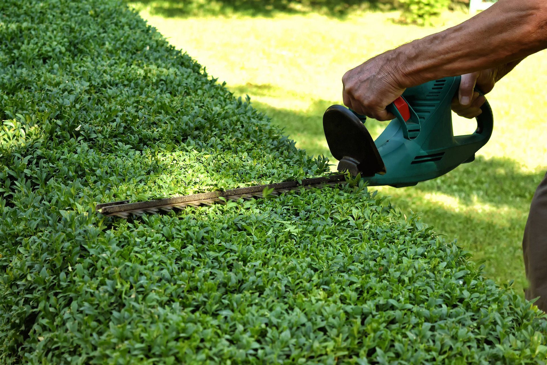 Person trimming a green hedge with a hedge trimmer outdoors.