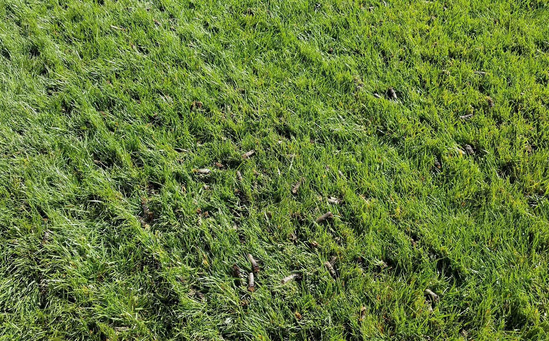 Lush, green grass covers a sloped surface in bright sunlight.