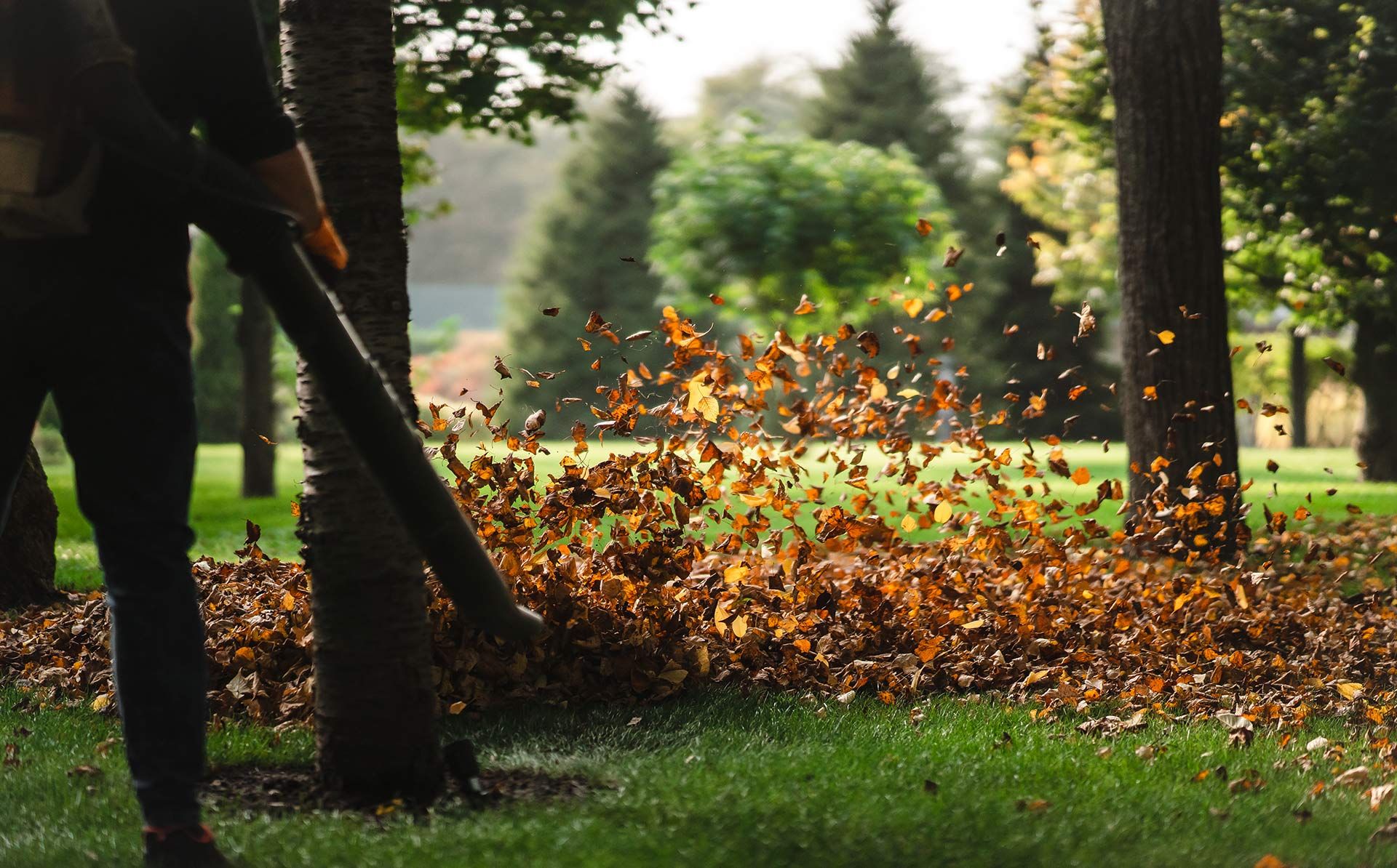 Person using a leaf blower, blowing autumn leaves on a grassy lawn near trees.