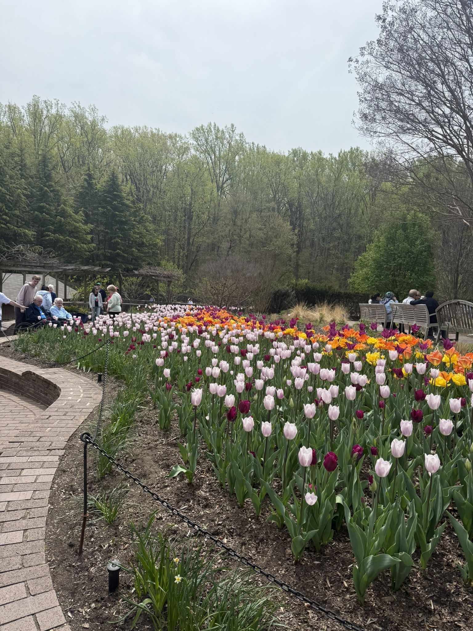 Tulip garden with pink, white, and orange flowers, bordered by trees and a path, with visitors in the background