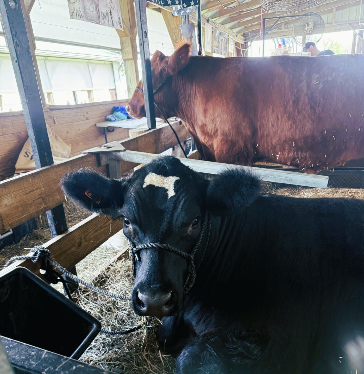 Black calf with white forehead marking stands in a barn, with another brown cow behind it.