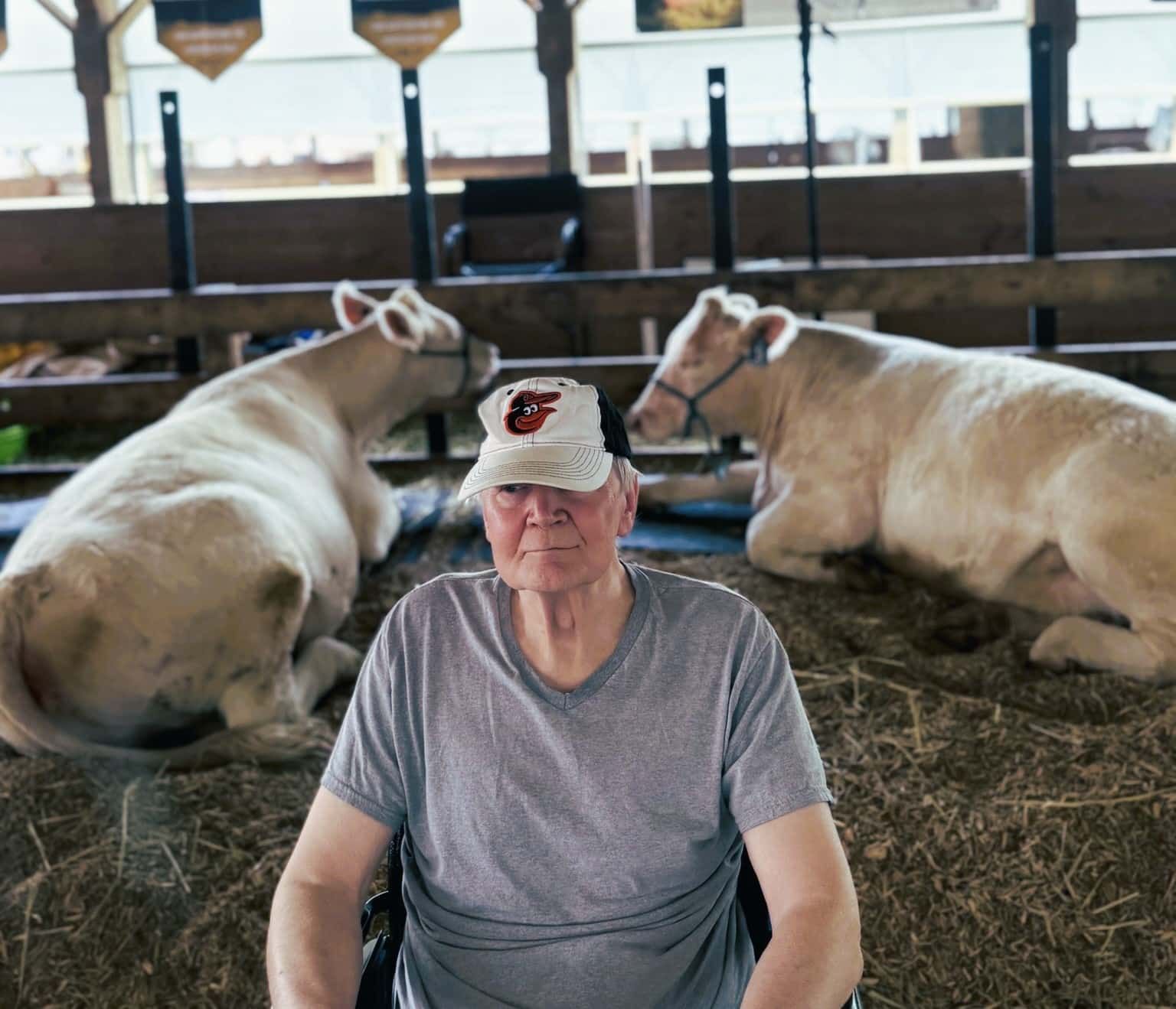 Person sitting in a barn aisle between two resting cows