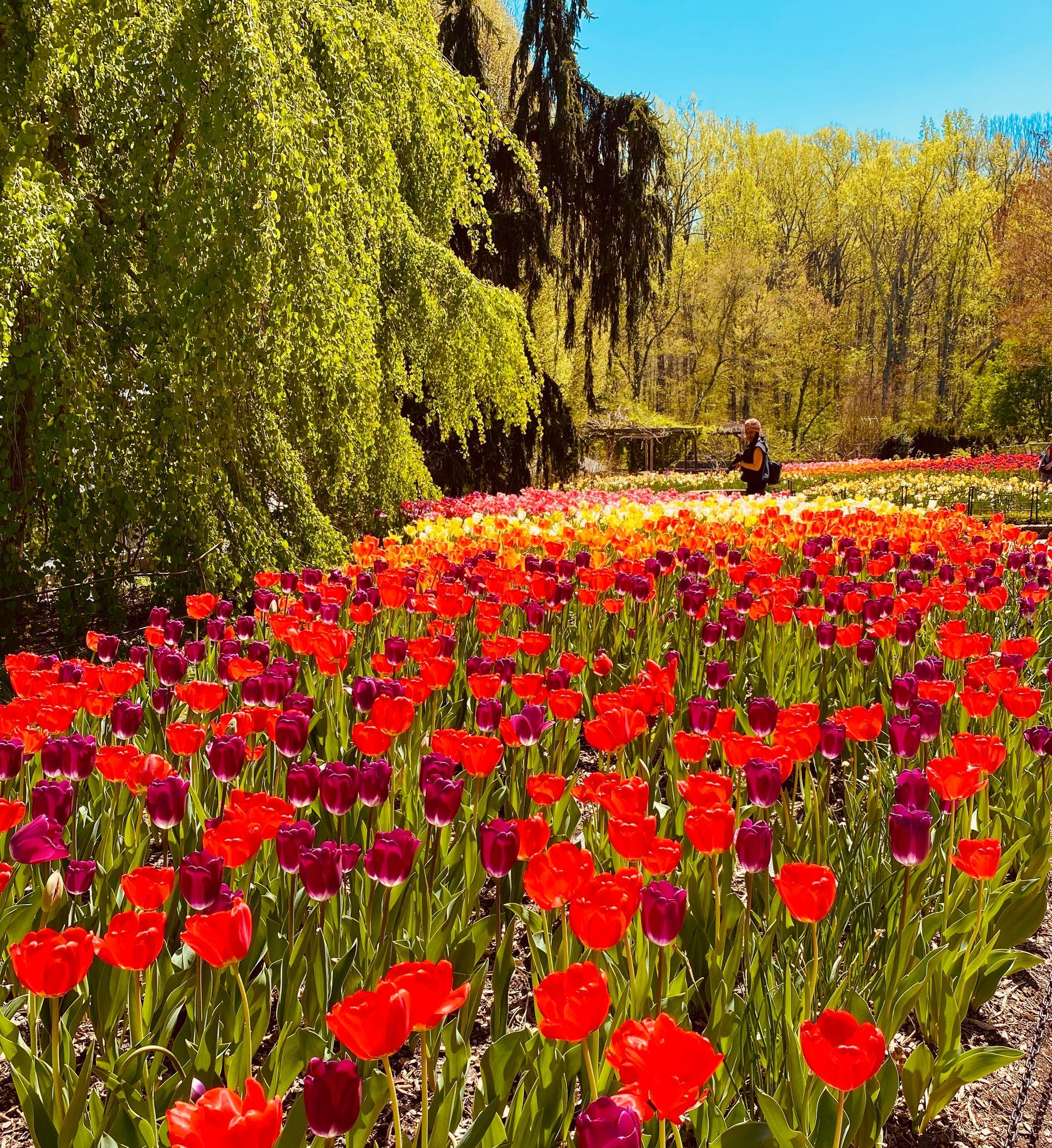 Vibrant red tulips in a sunny garden with drooping green trees and yellow blossoms in the background