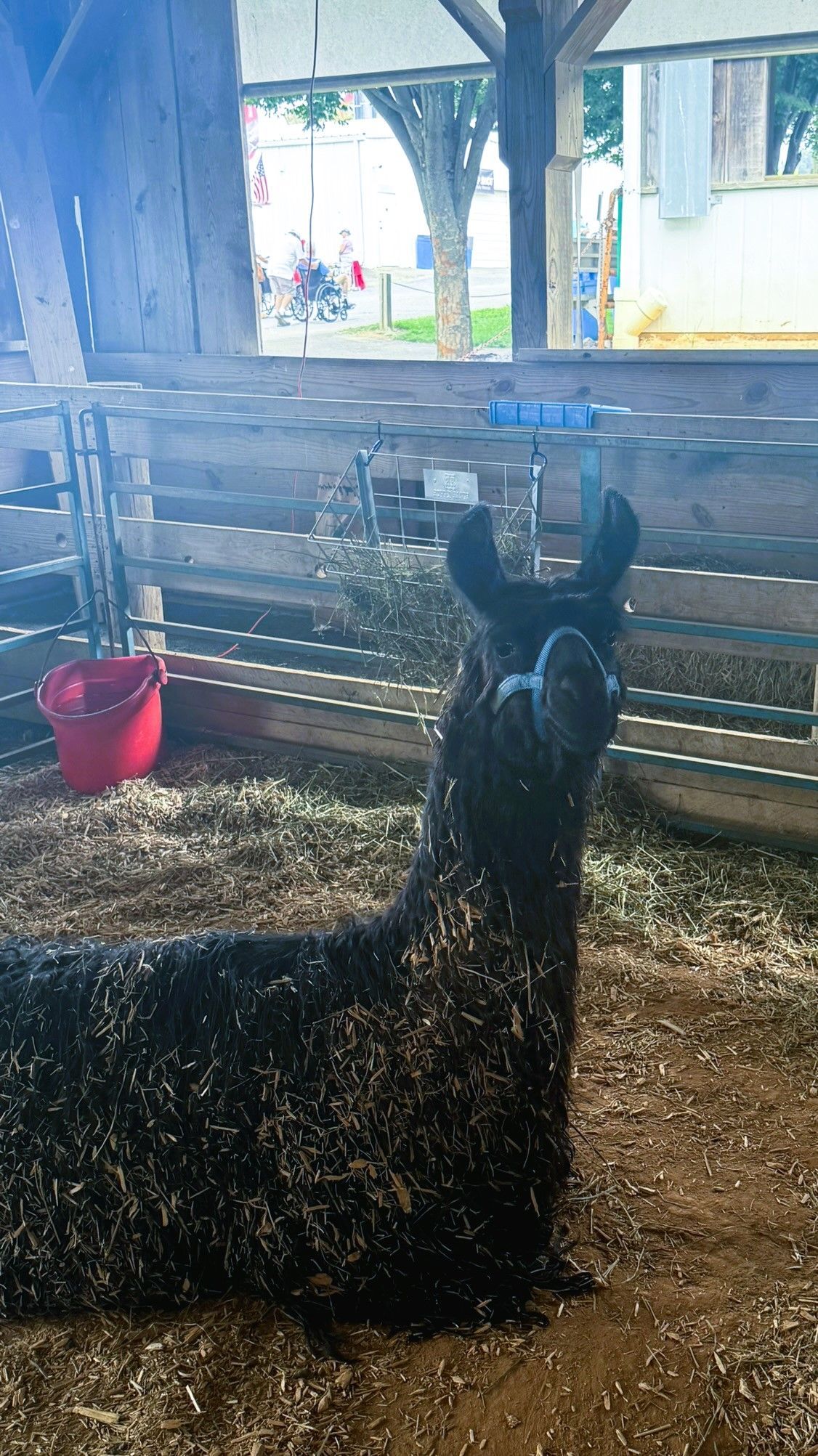 Black llama standing in a muddy pen, with a red bucket and a rustic building in the background