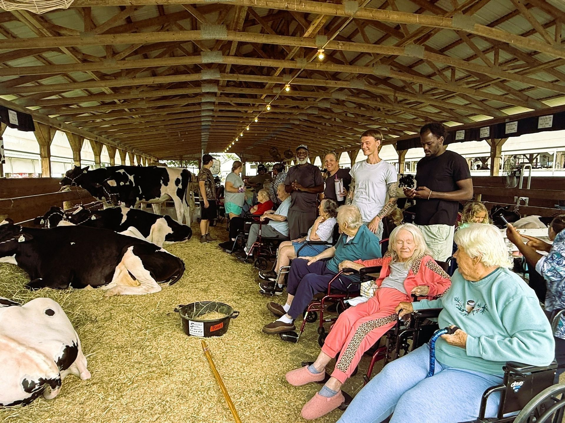 Cows lying in a barn while a group of people sit and watch from chairs along the side.