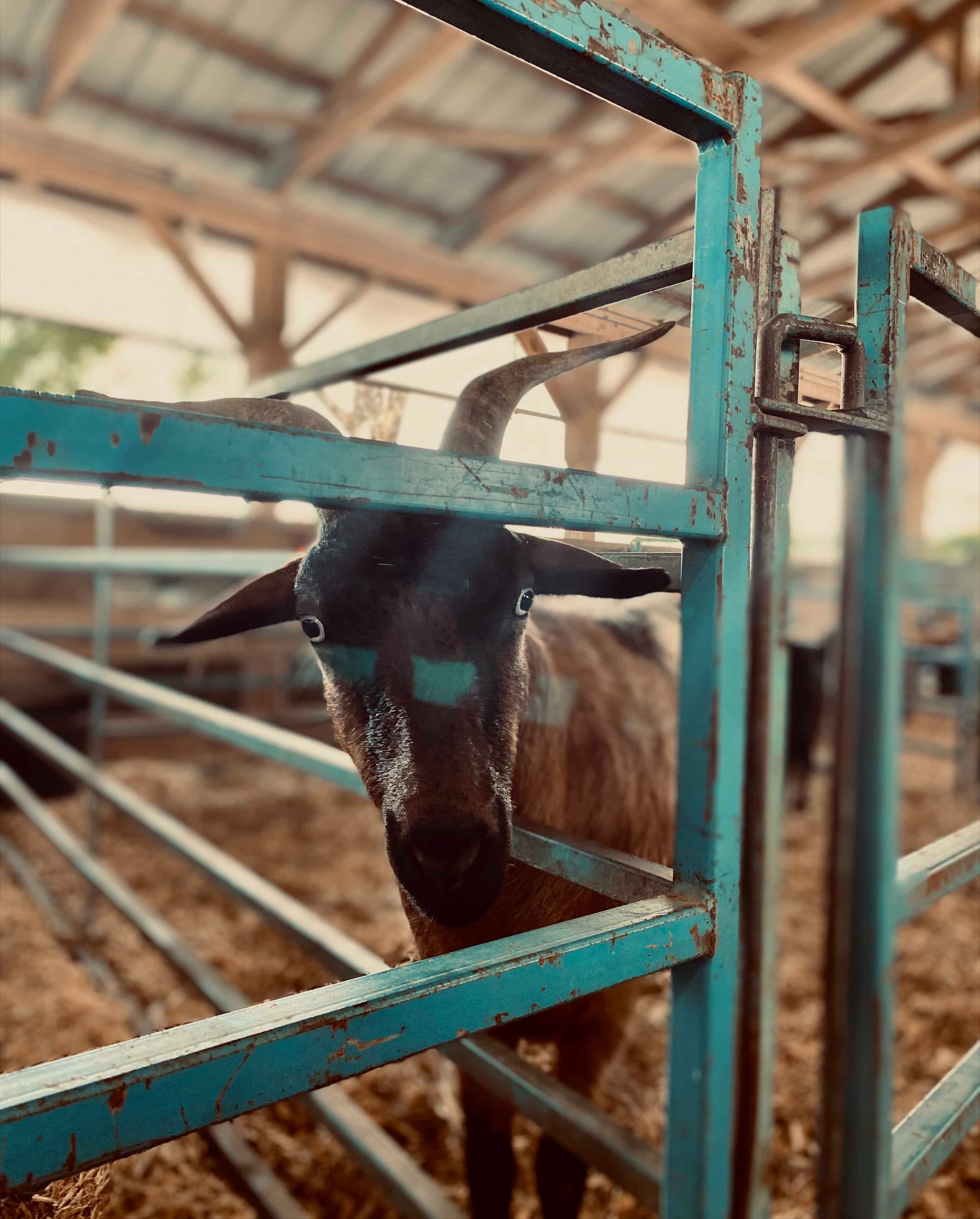 Black calf behind turquoise metal bars in a barn pen