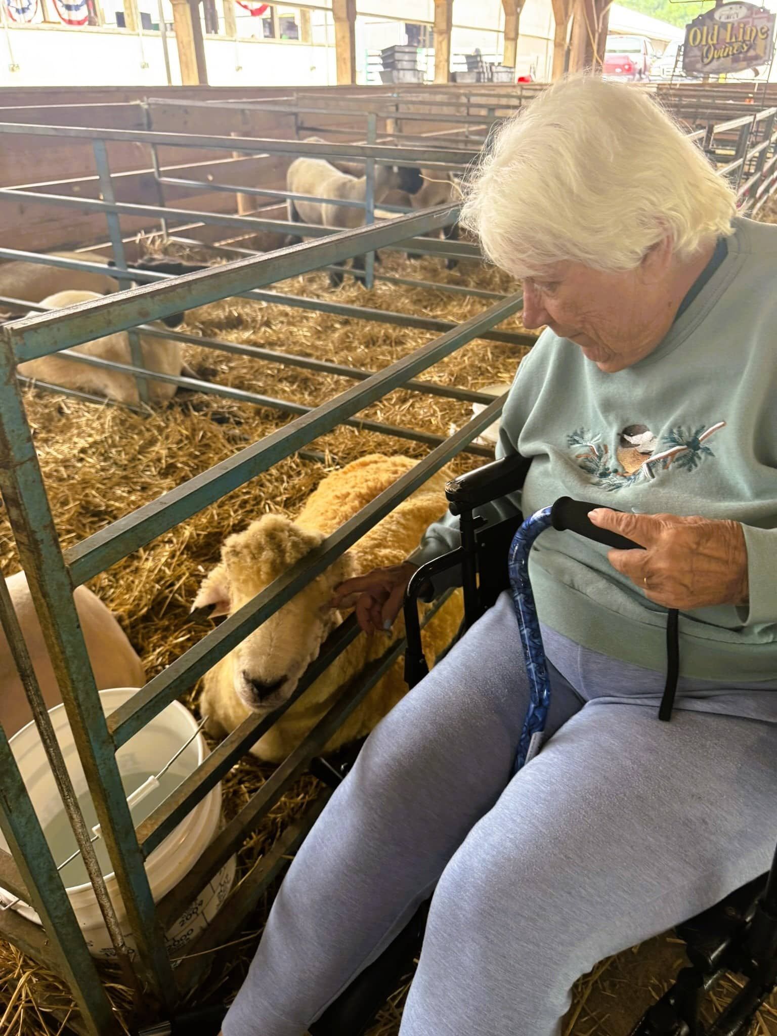 Person in a wheelchair feeding goats through a fence at a barnyard pen