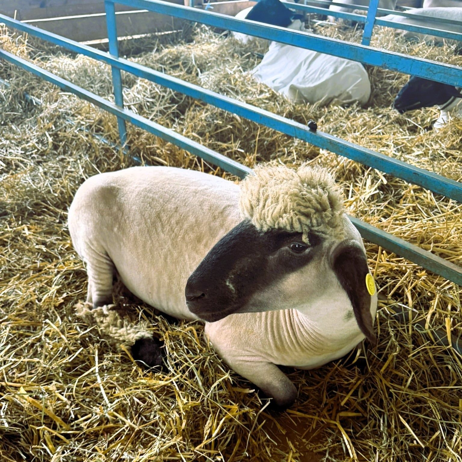 Sheep resting in straw pen, with blue rails and another sheep in the background