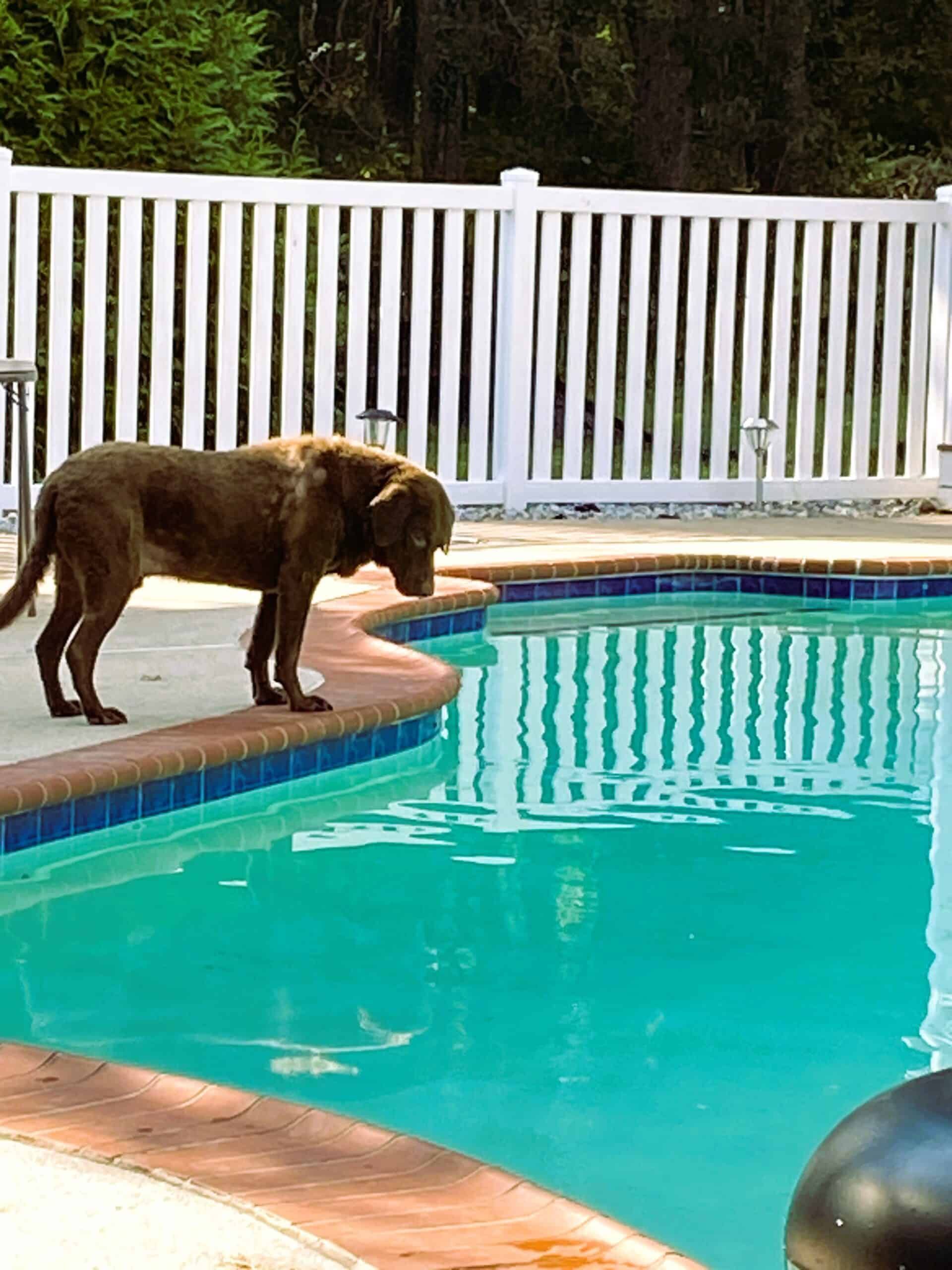 Brown dog standing by a turquoise swimming pool with a white fence in the background