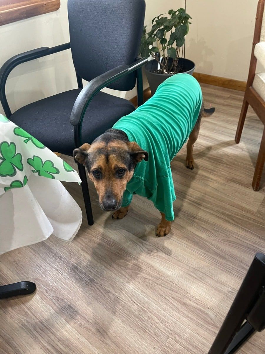 Small brown-and-black dog in a green sweater standing indoors beside a black chair and table.