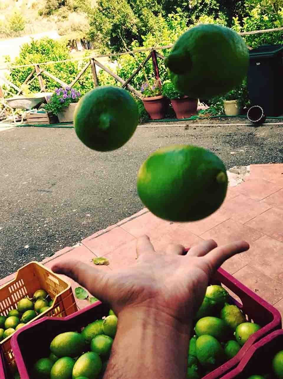limoni appena raccolti