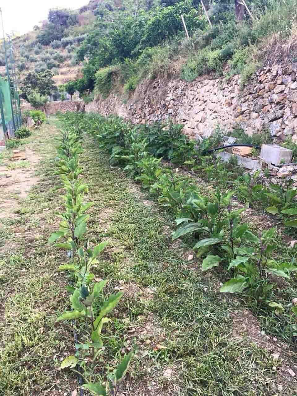 piantine nell'orto