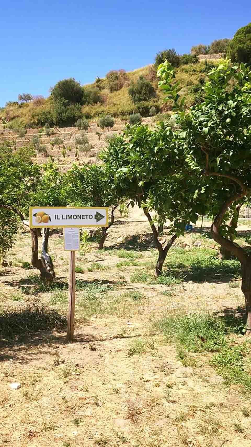 limoneto
