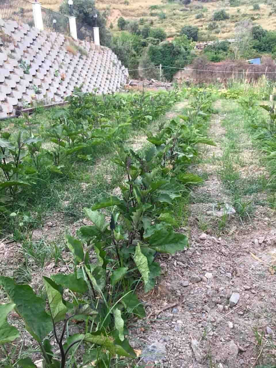 piantine dell'orto