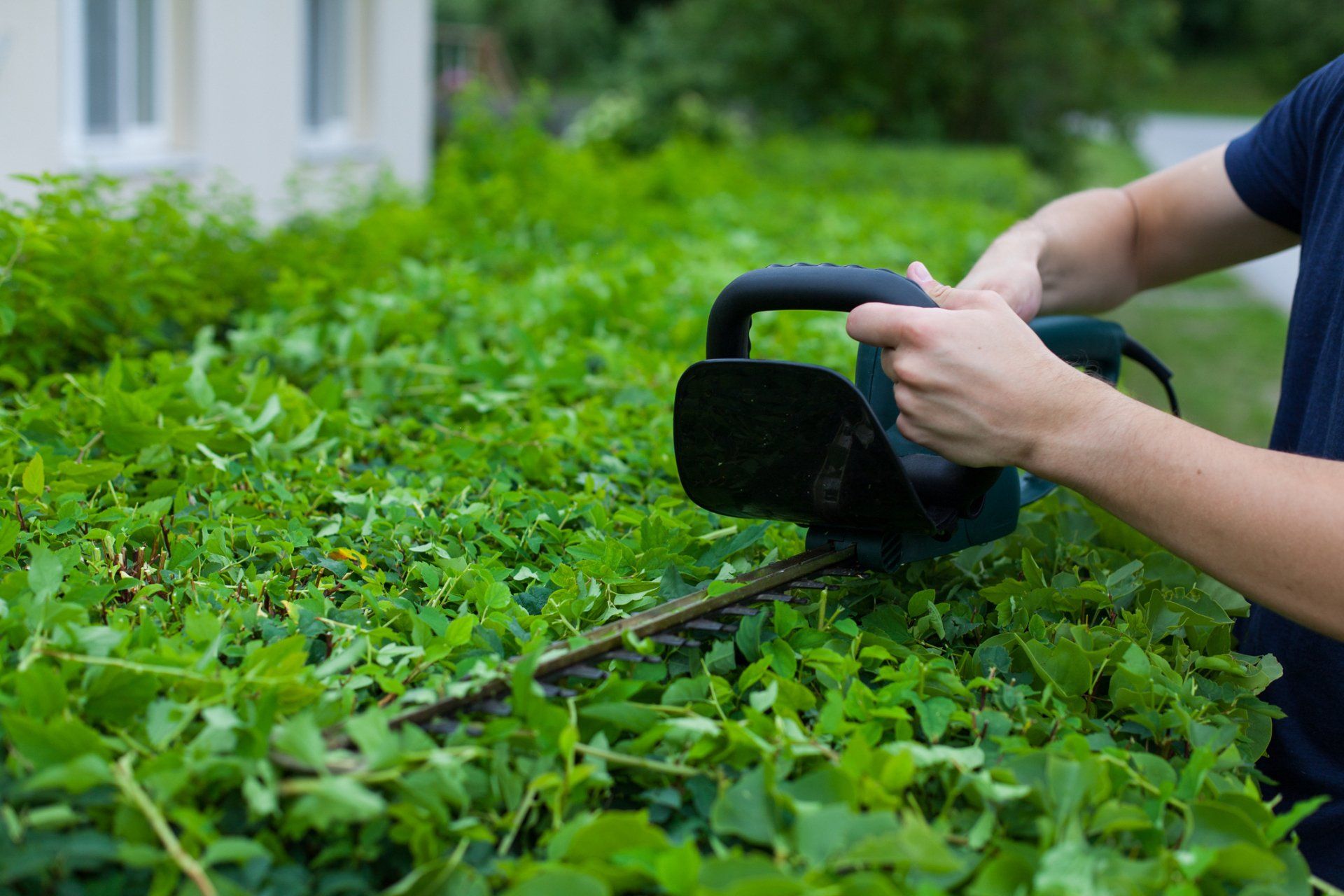 Man Trimming Hedge - Chesapeake, VA - Western Branch Lawn & Landscapes