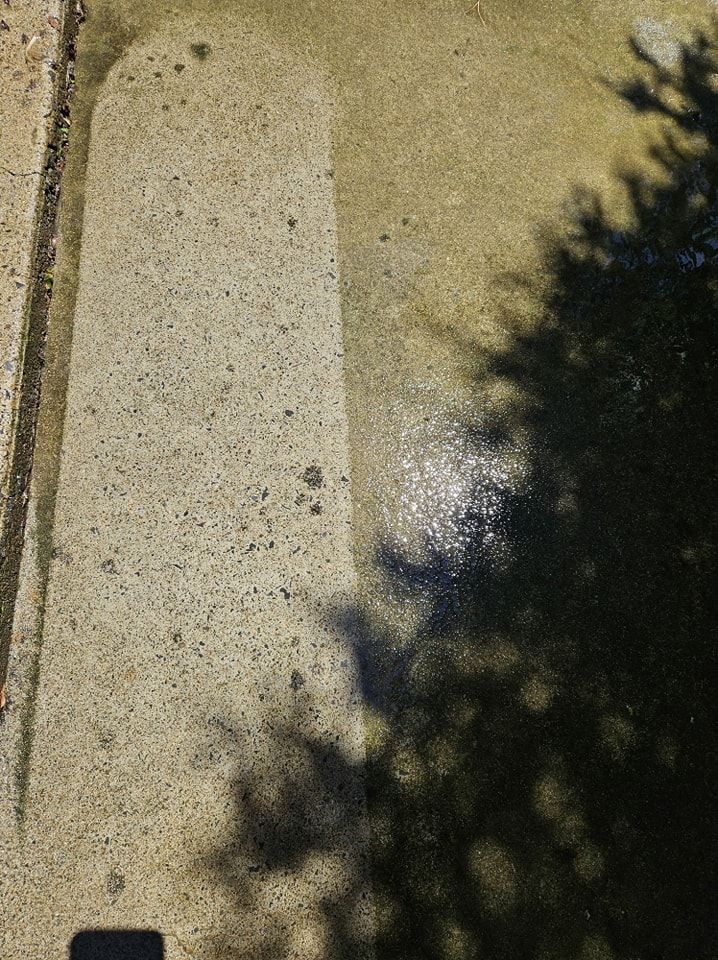 A patch of sunlit, textured concrete pavement with a dark, dappled tree shadow stretching across the right side.