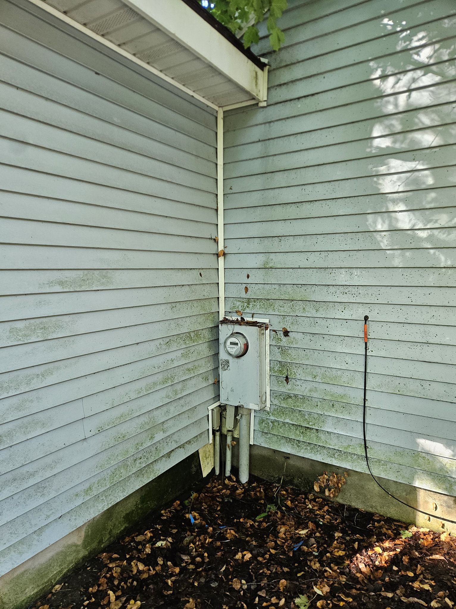 Exterior corner of a house showing light blue siding with patches of green organic growth and an electrical meter.