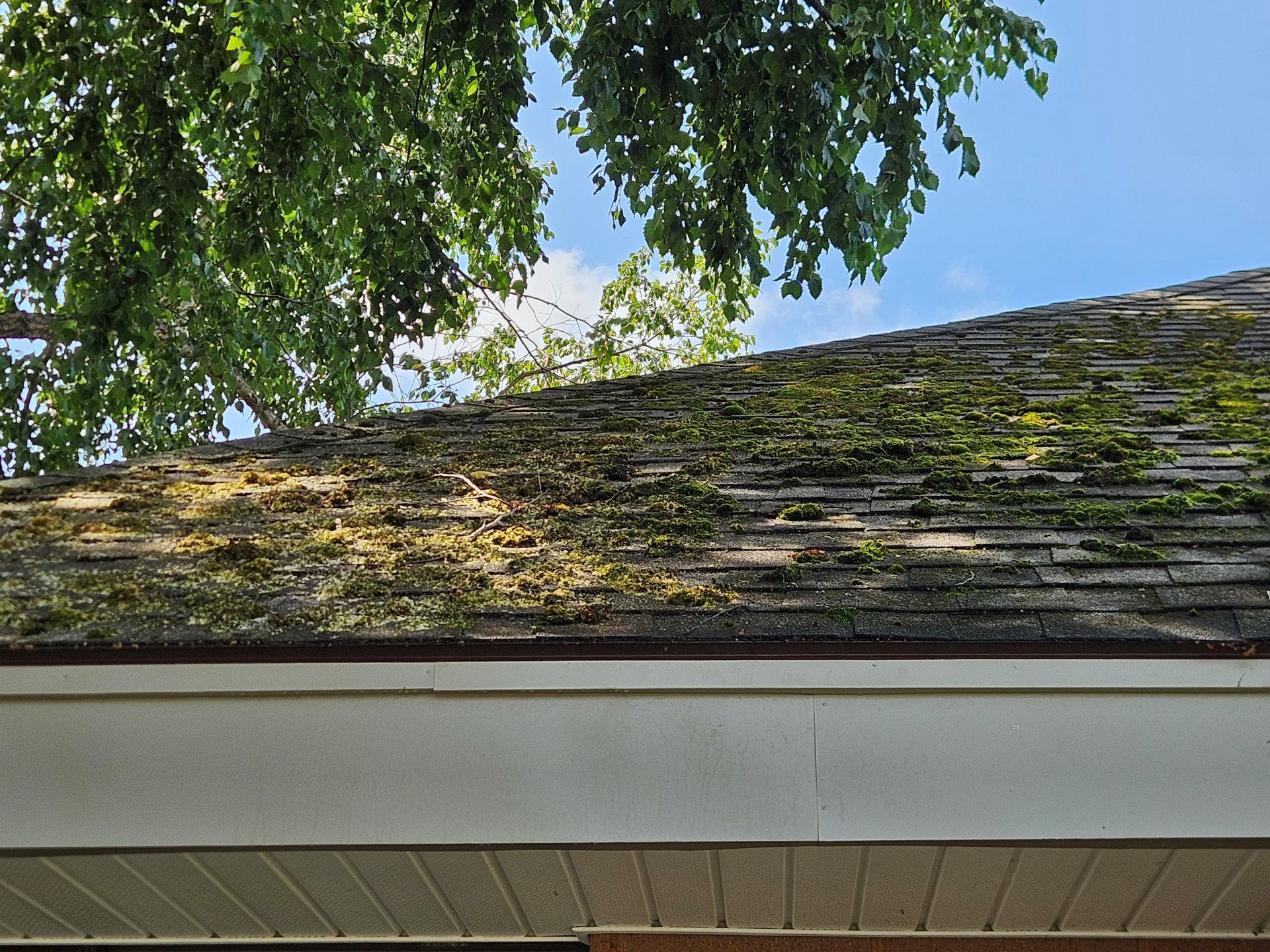 Green moss grows on a residential asphalt shingle roof below tree branches against a clear blue sky.