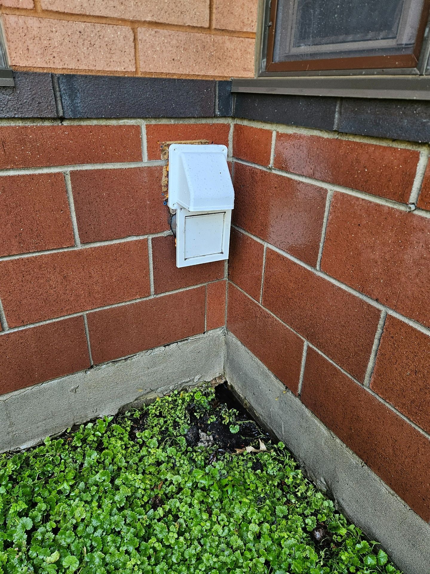 A white dryer vent hood installed on a red brick exterior wall above a concrete foundation and green ground cover.