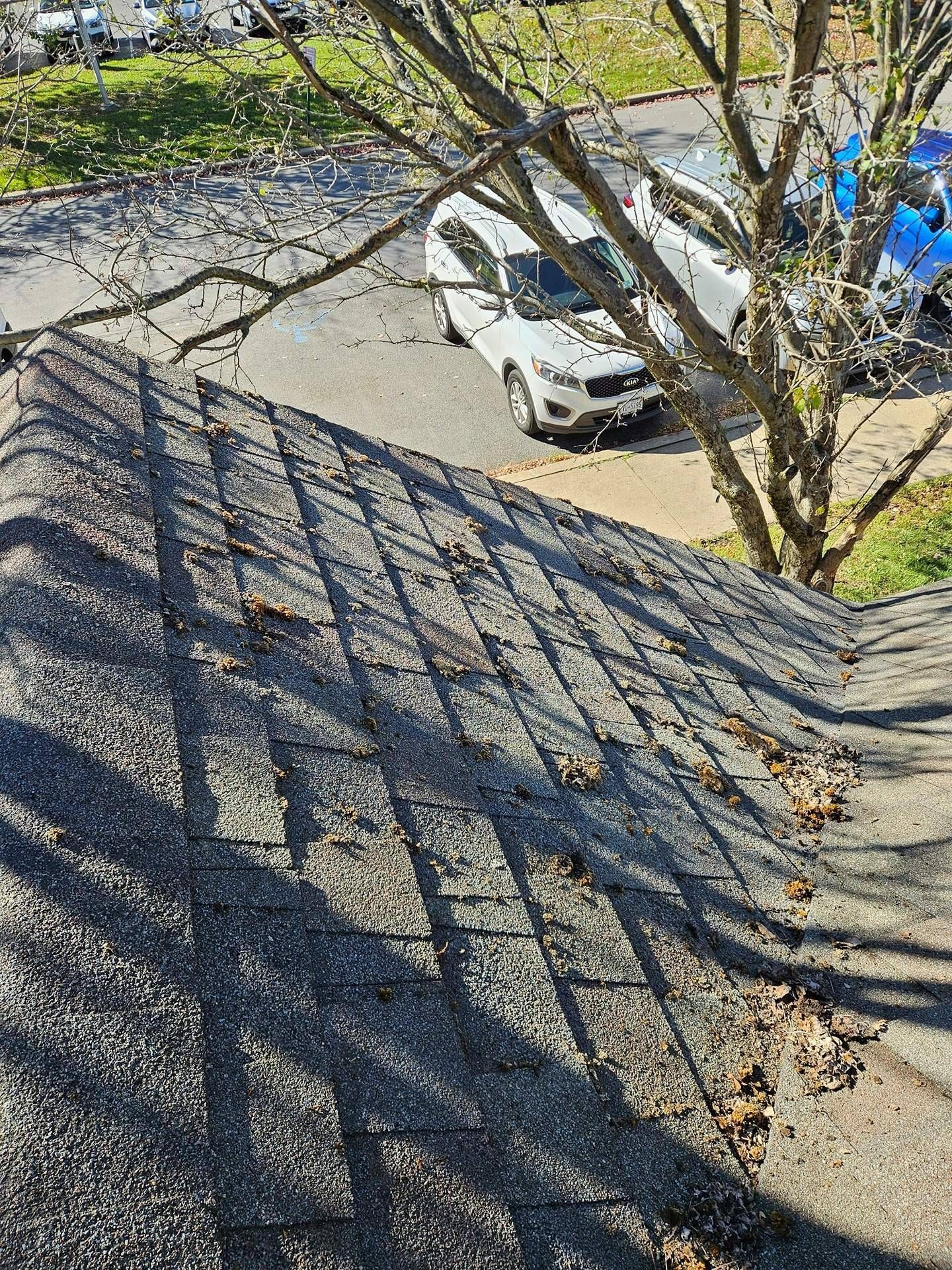 A view from above looking down a gray asphalt shingle roof covered in scattered dry leaves and tree branch shadows.