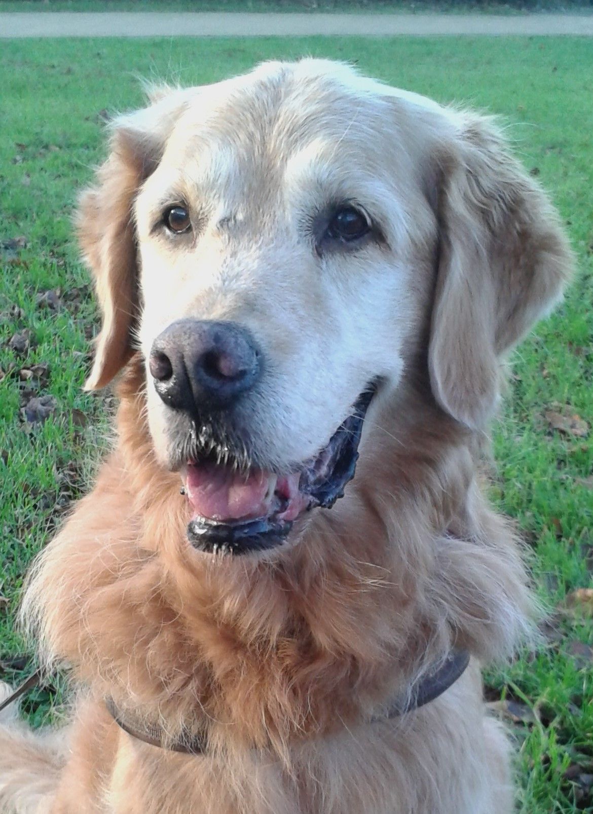 Golden-Retriever-Hündin Jessie im hohen Alter