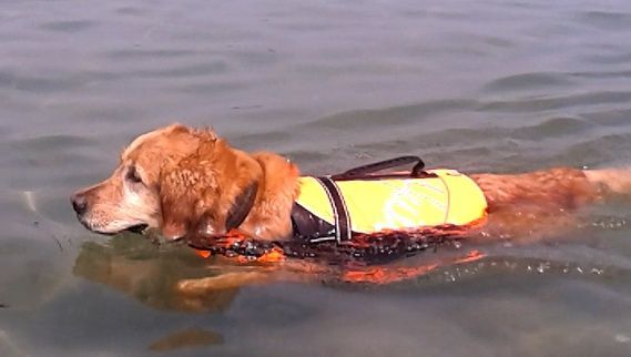 Golden-Retriever-Hündin Jessie schwimmt mit einer Schwimmweste