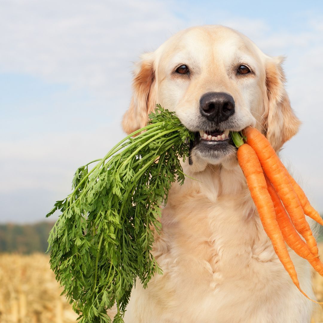 Hund hält ein Bund mit Möhren