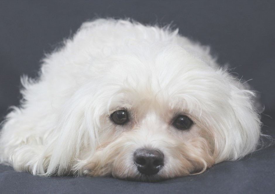 Hund in ruhiger Haltung als Symbol für inneres Ungleichgewicht und Stress