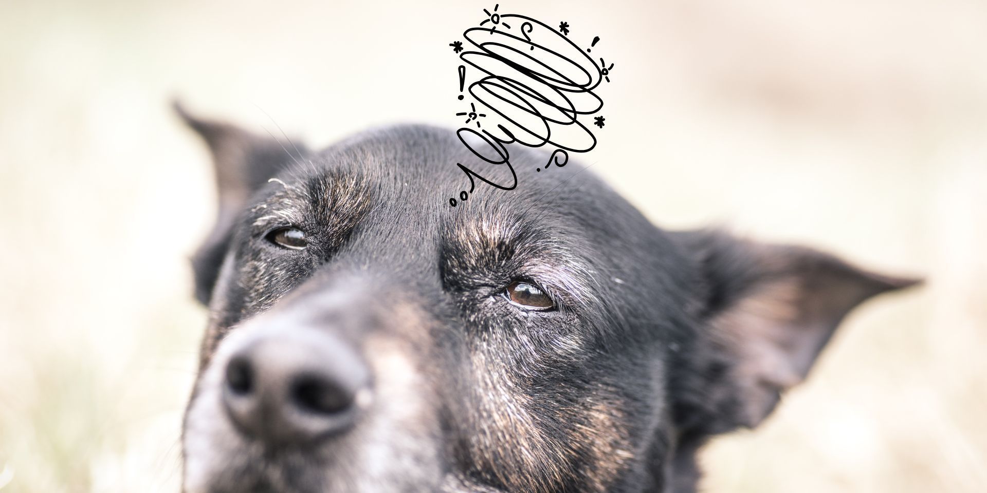 Vestibularsyndrom beim Hund: Ursachen, Symptome & ganzheitliche Hilfe.