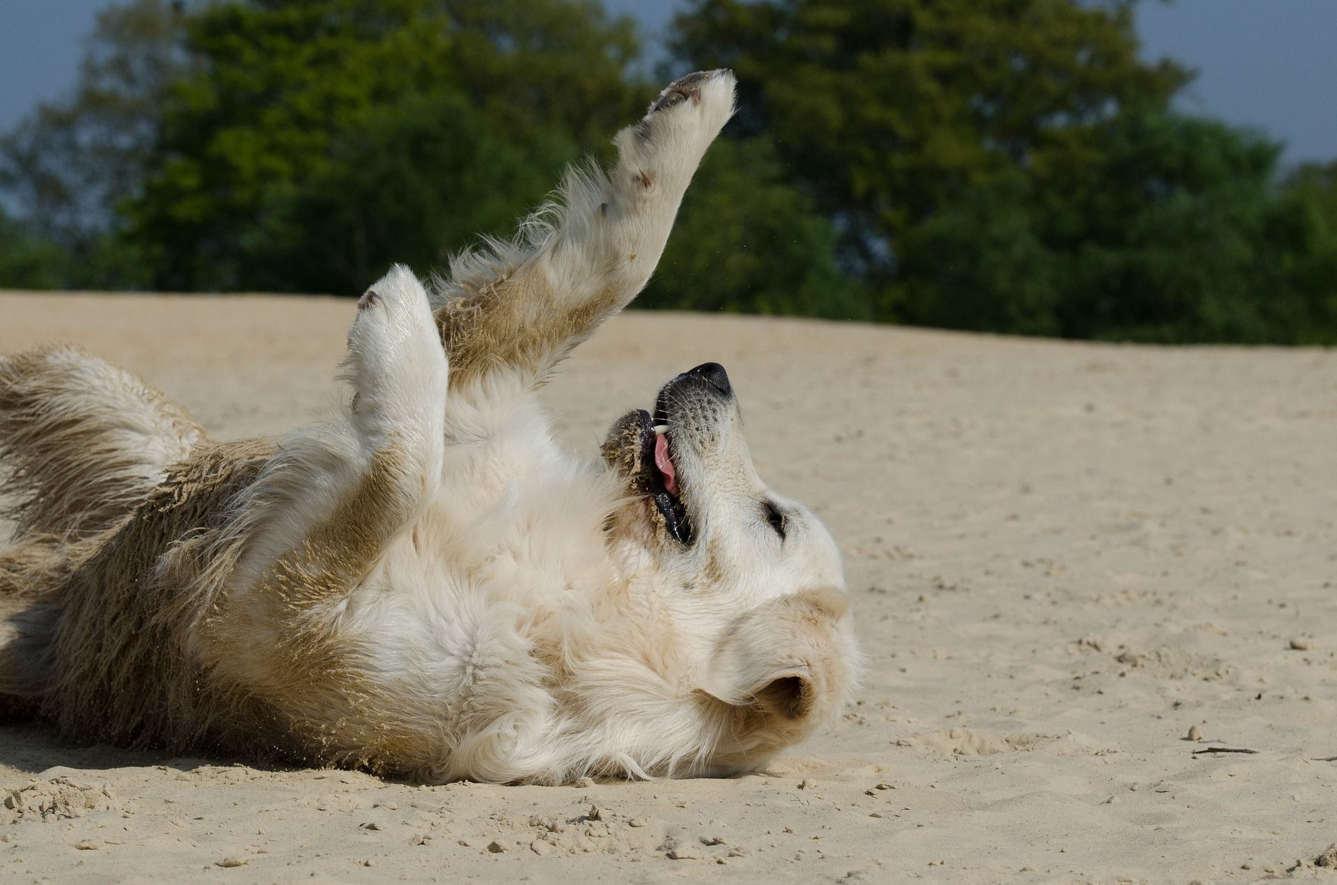 Entspannte Hunde genießen in vollen Zügen