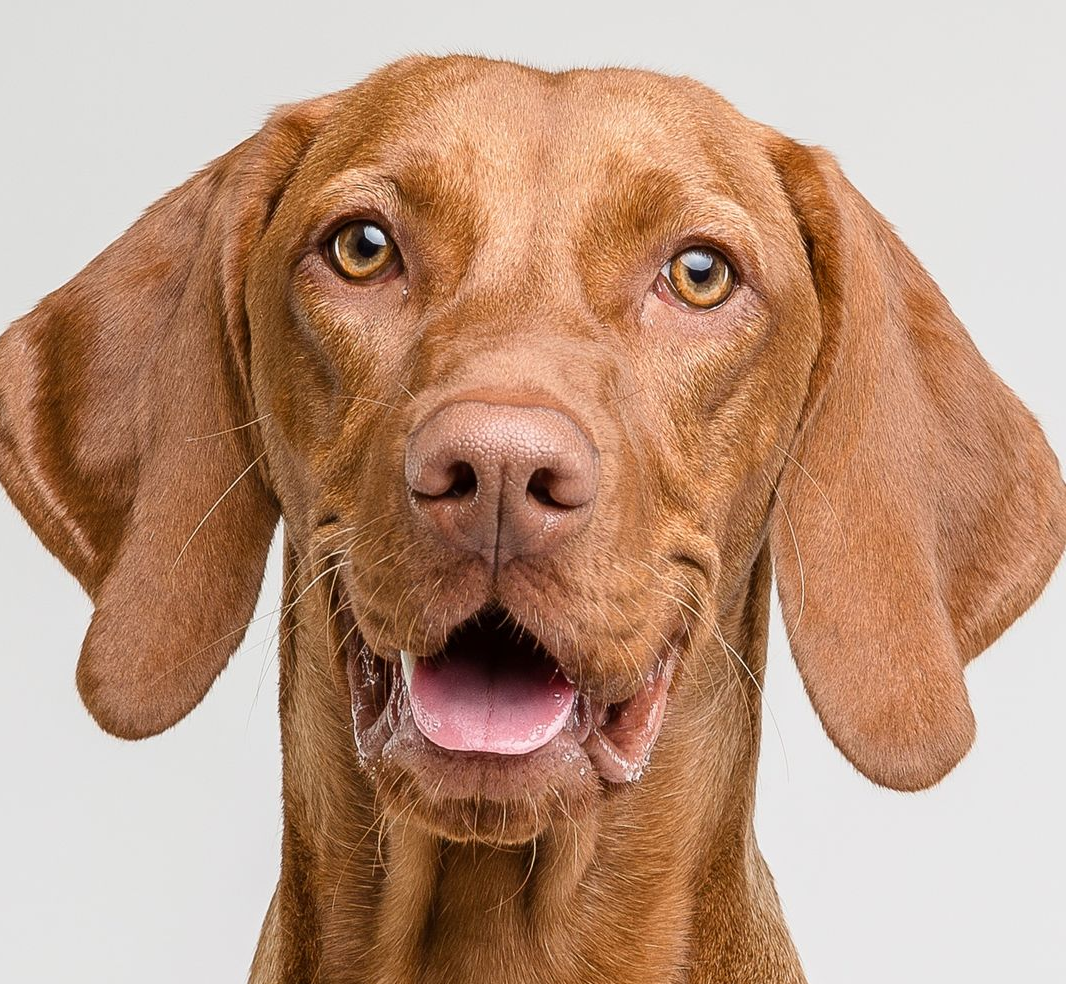 angespannter Magyar Vizsla schaut in die Kamera