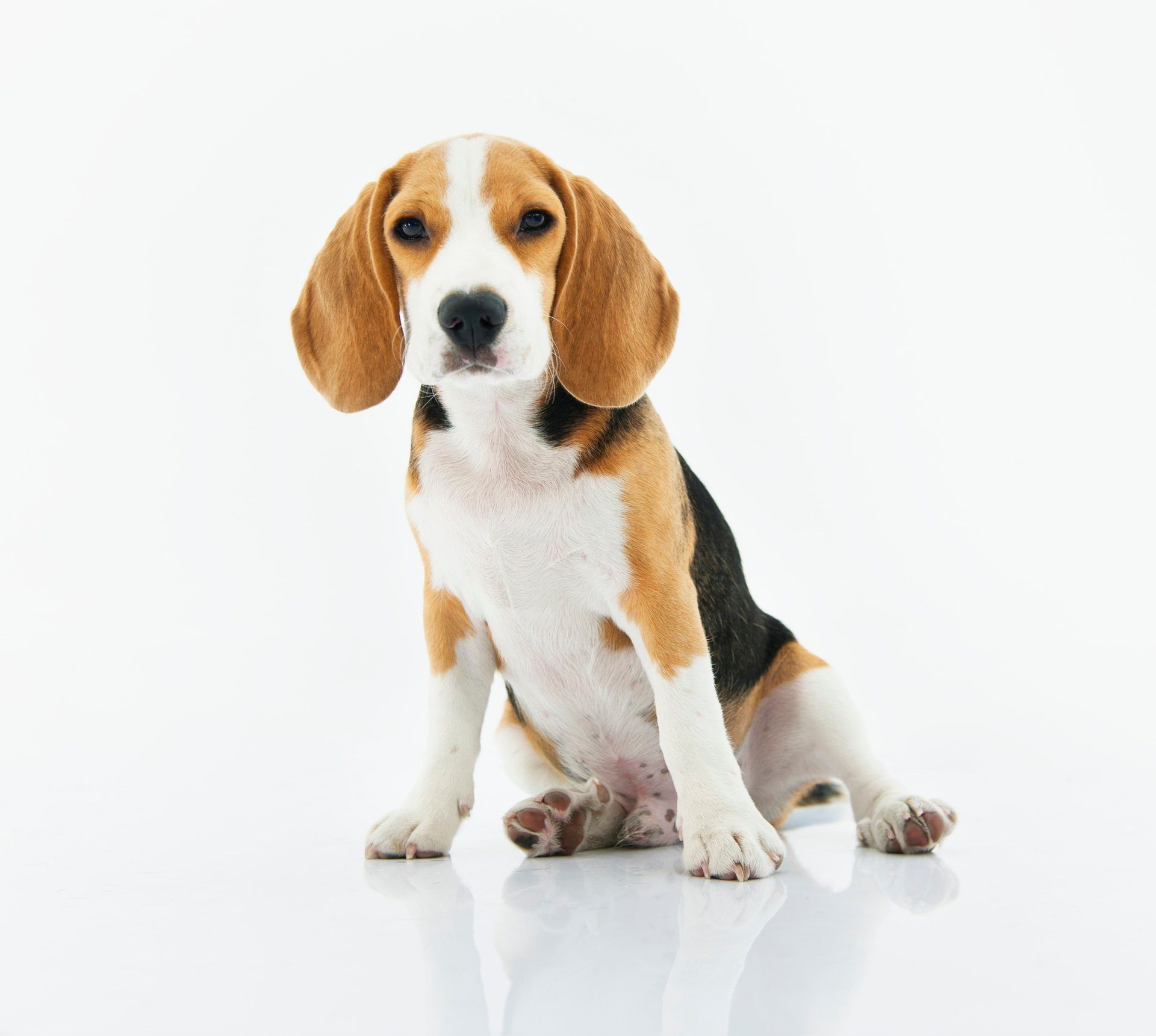 Beagle schaut Betrachter an