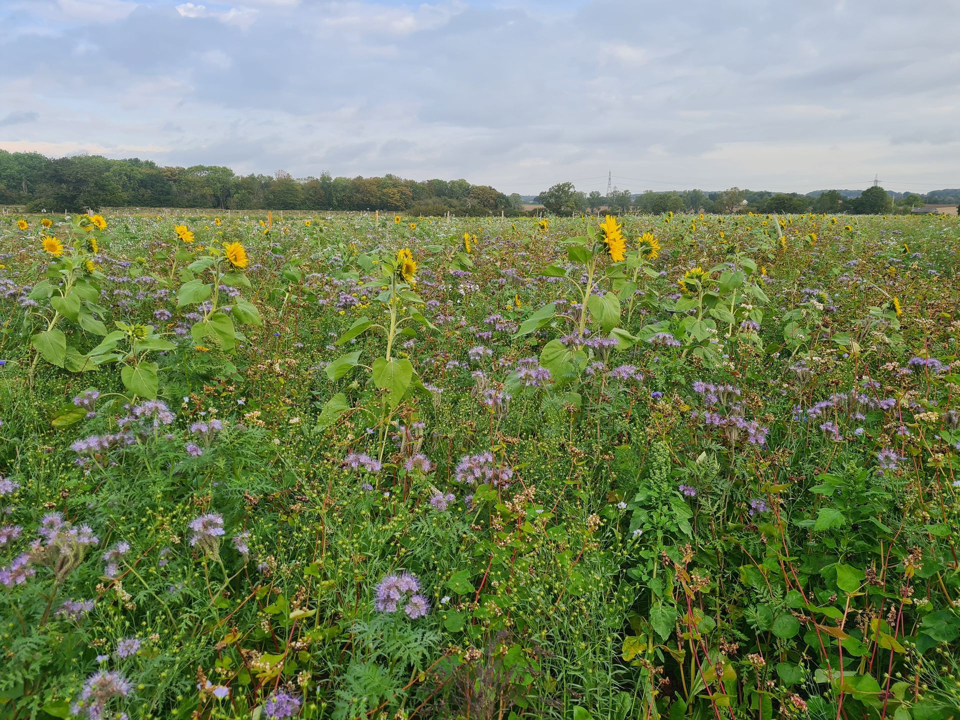 Wild bird mix sown in a field