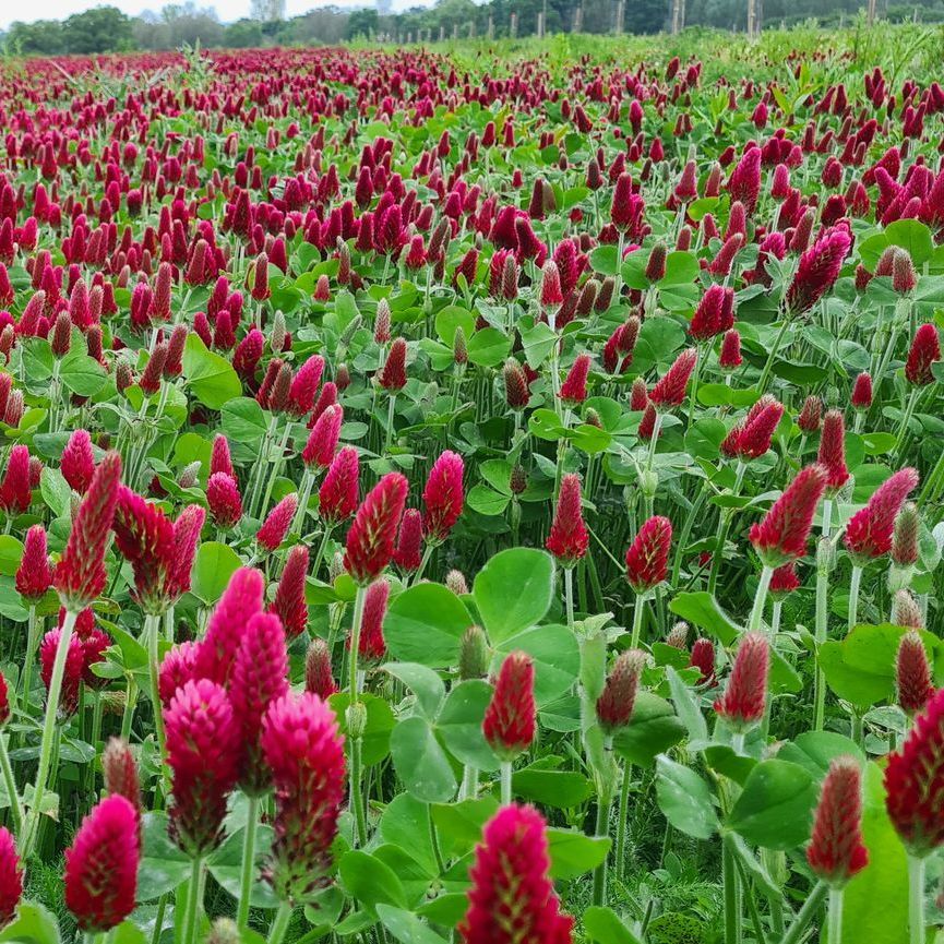 Afield of red scarlet clover