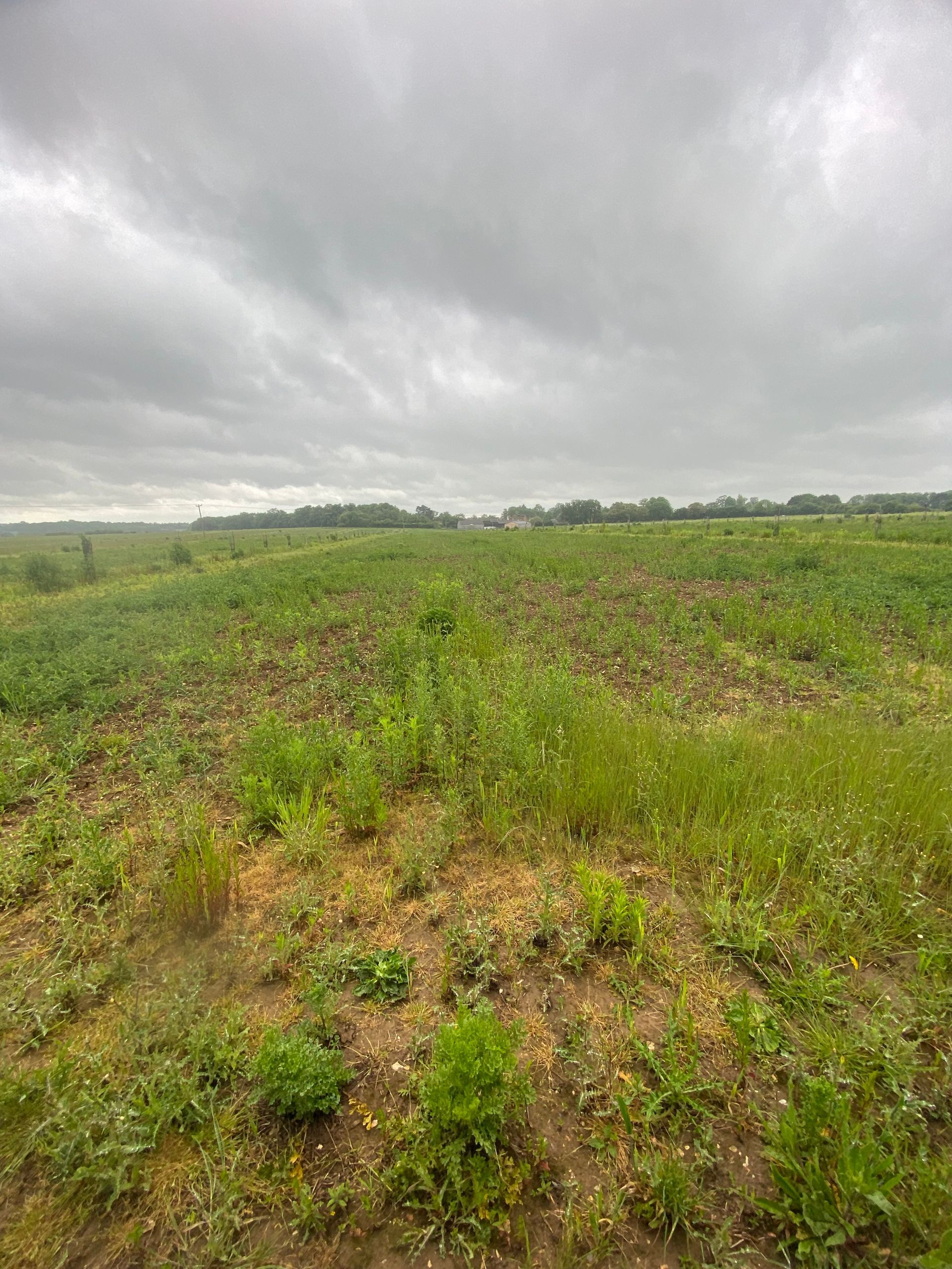 Annually cultivated fallow between tree rows, ideal for nesting Skylarks