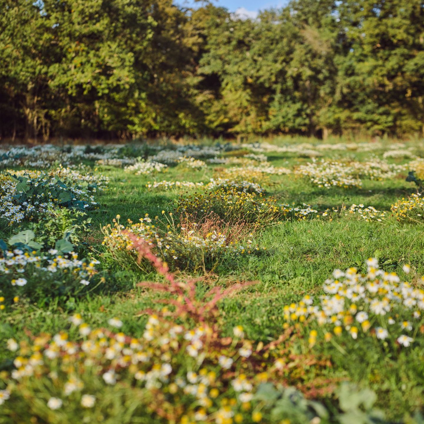 A field of flowers
