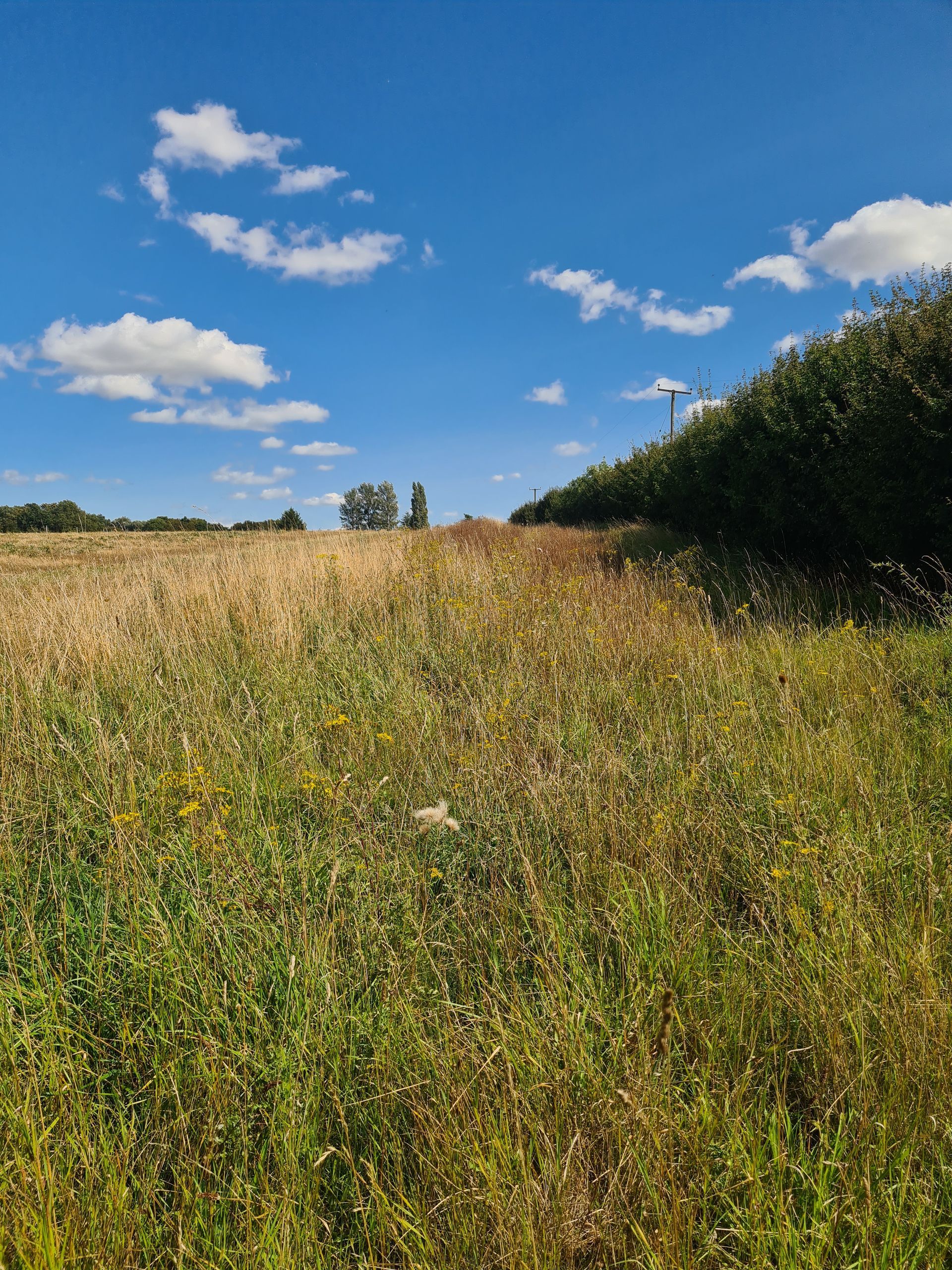 Herbaceous field margin