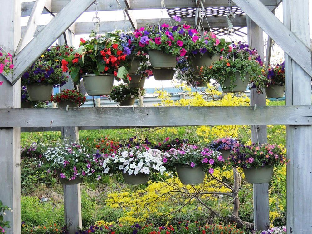 Hanging plants