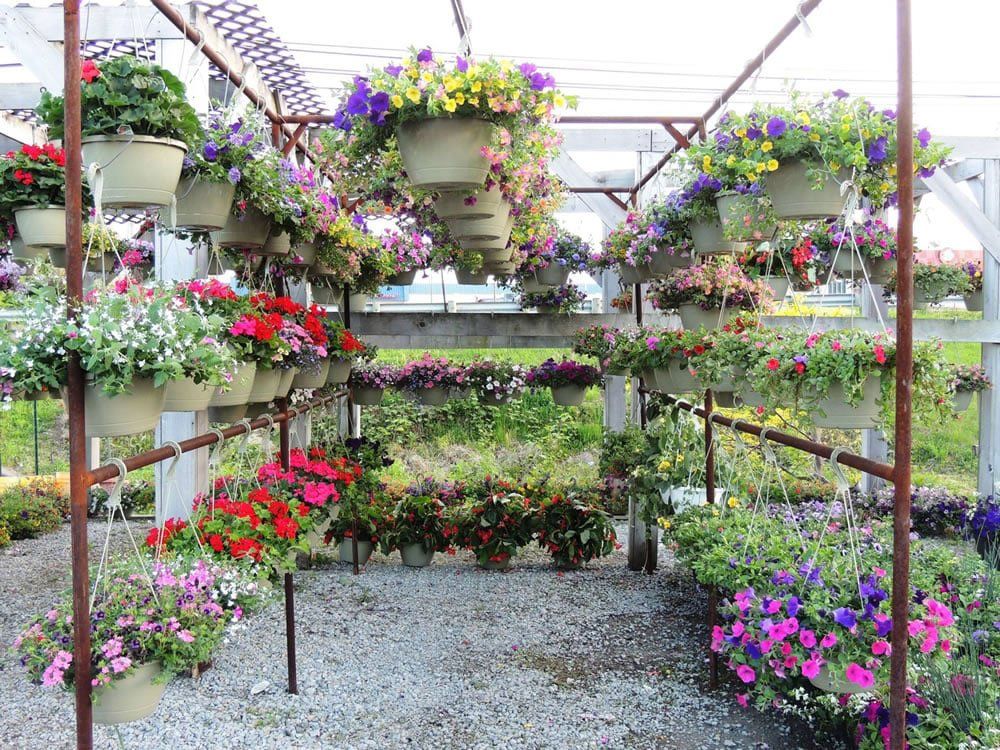 plants in greehouse