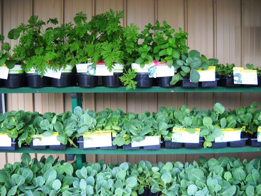 vegetable plants