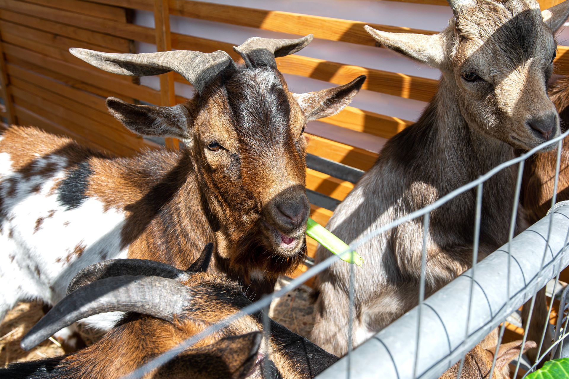 A group of goats gathered together in an outdoor pen. A group of goats gathered together in an outdoor pen.
