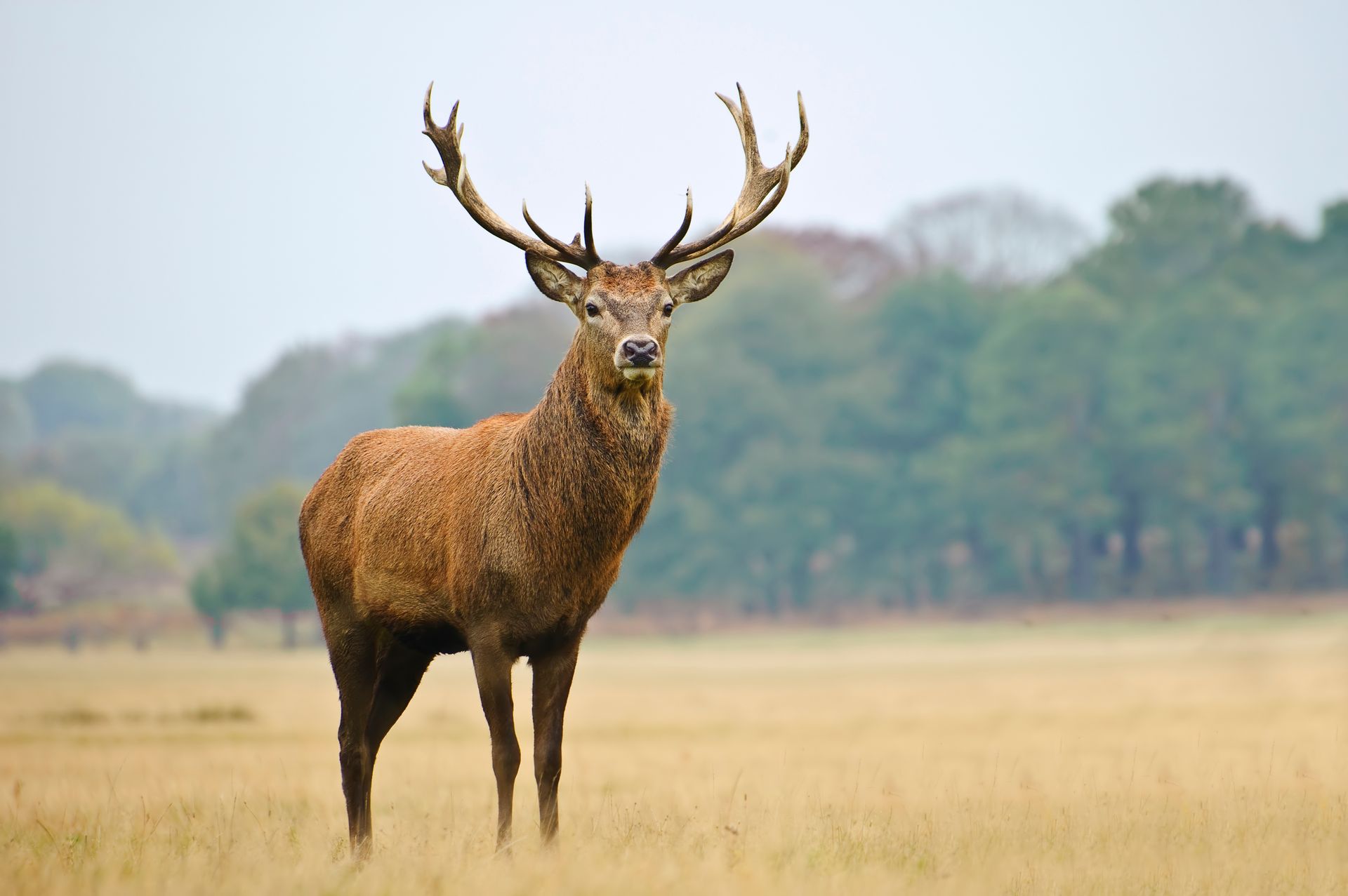 Majestic stag standing in a grassy field with trees in the background
