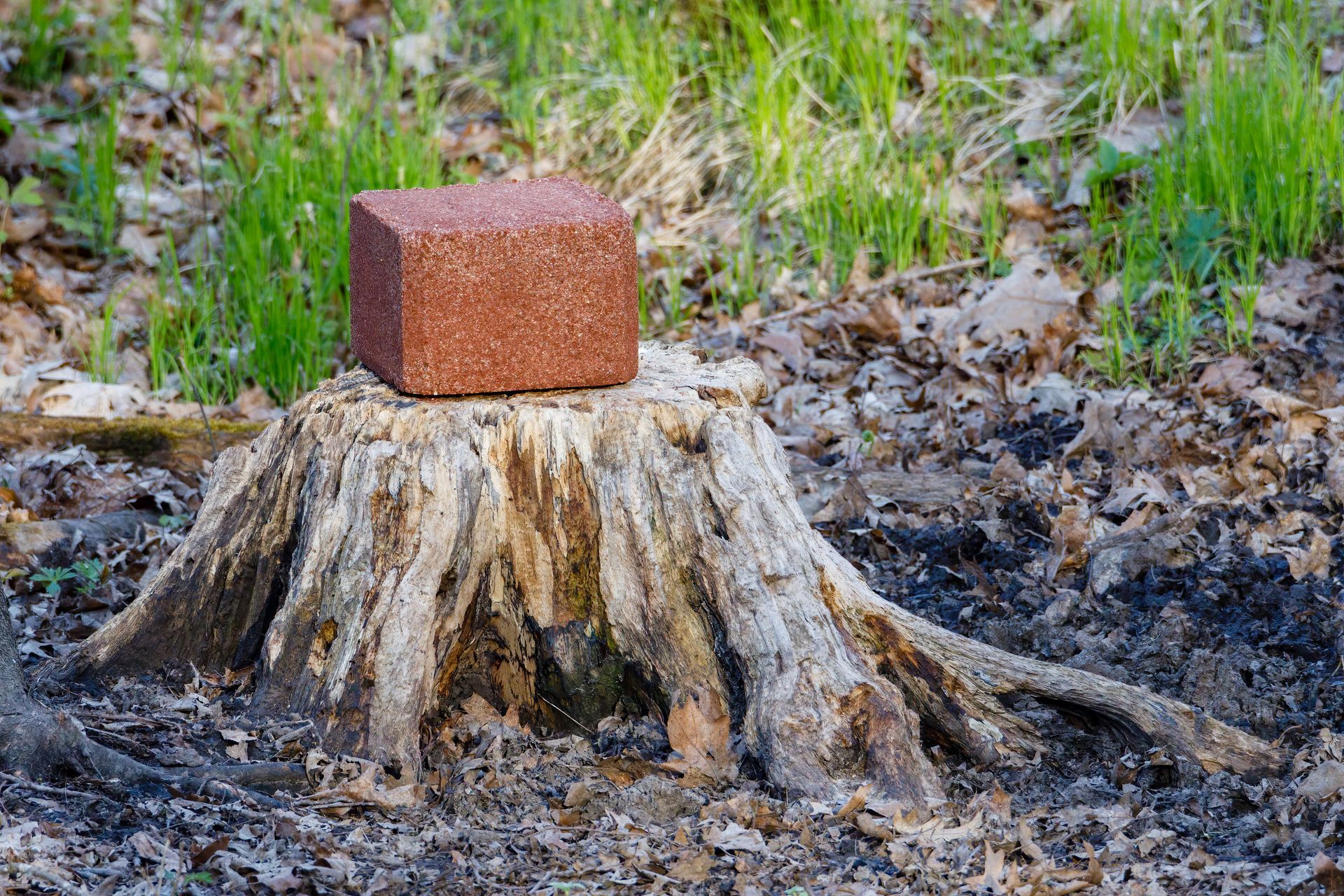 A rectangular mineral block placed on a weathered tree stump in a wooded area