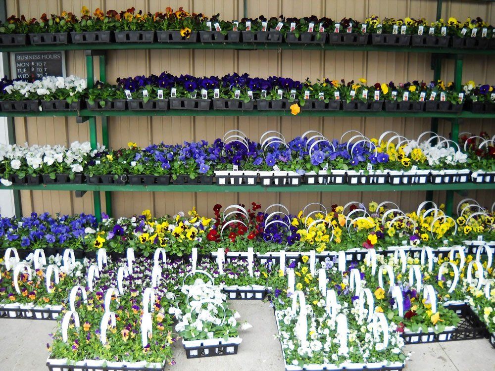 racks of petunias