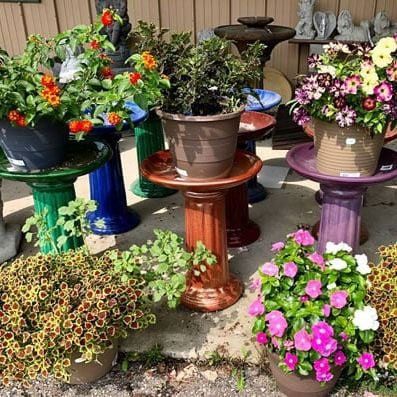 outdoor plants
