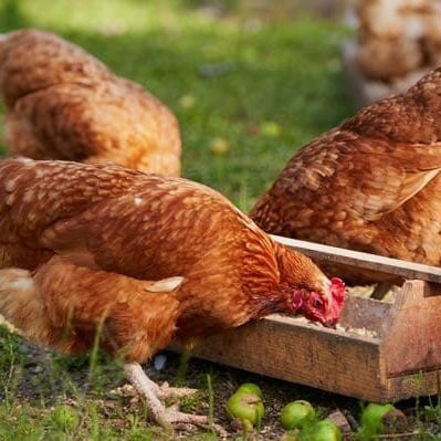 FEED & ANIMAL CARE