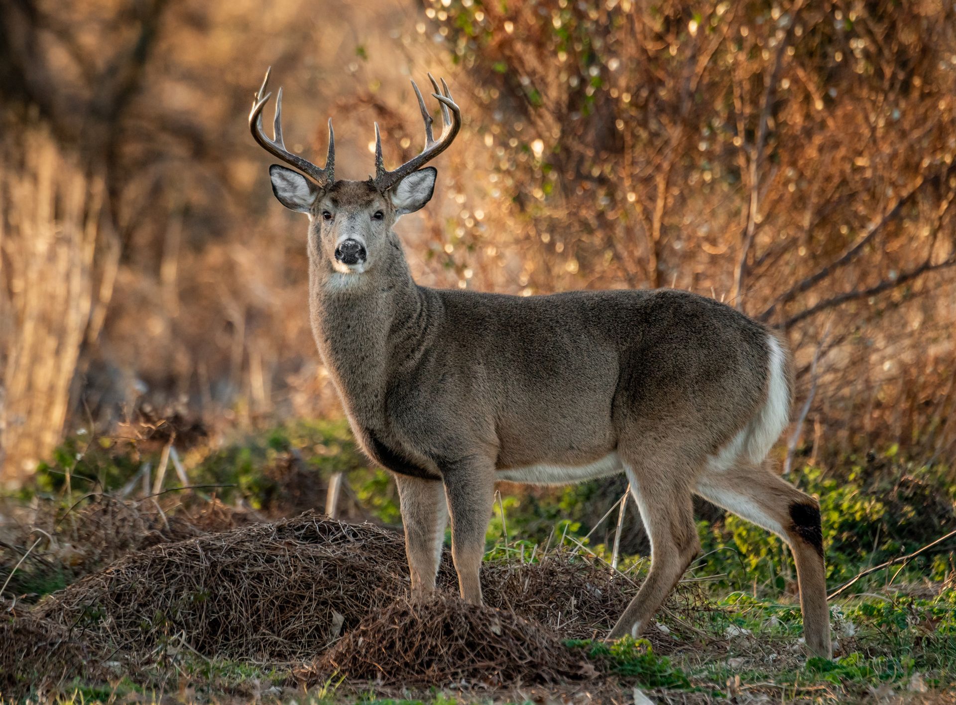 Deer standing in morning light among trees, capturing serene wildlife at sunrise.