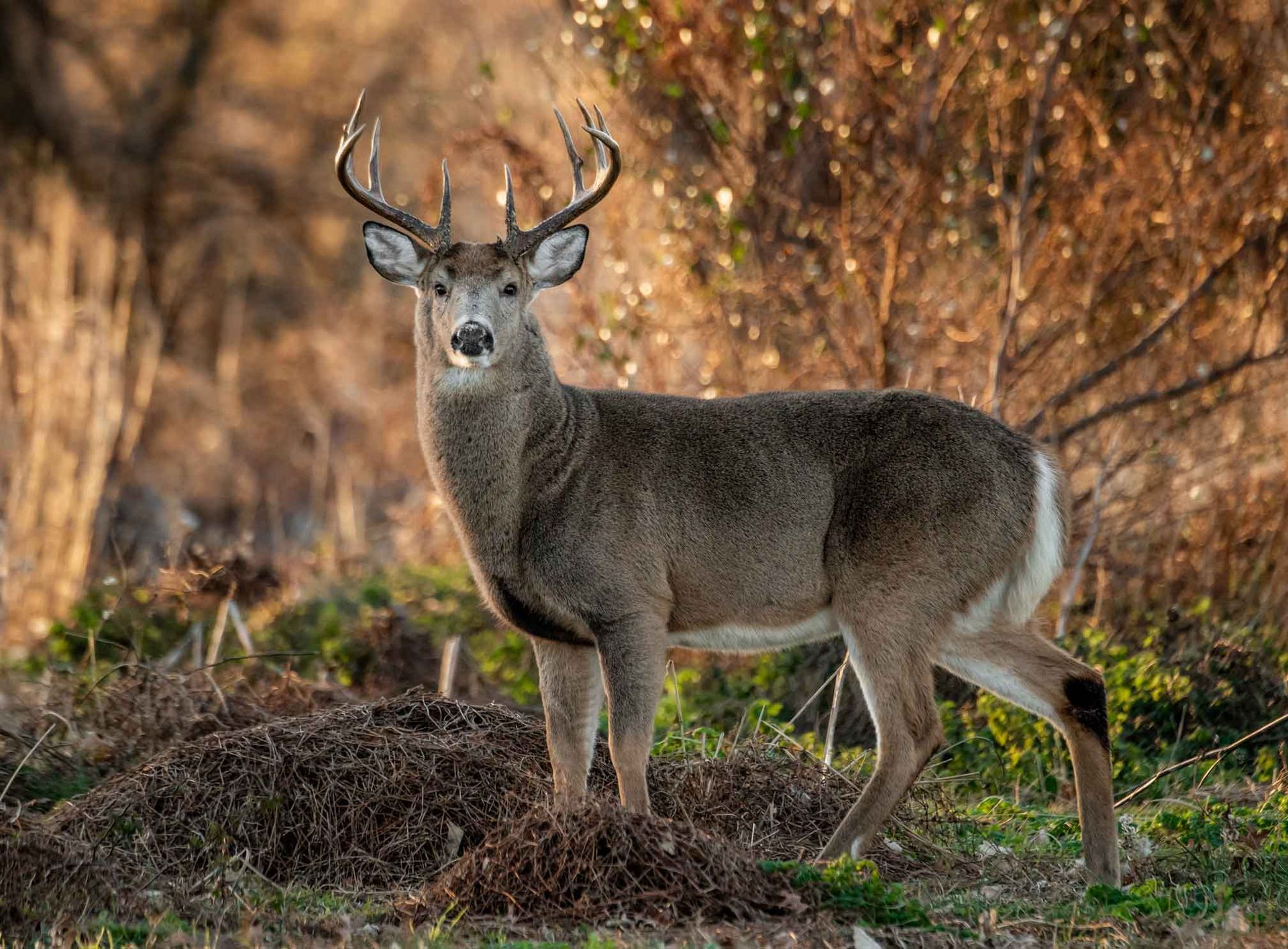 A deer with antlers stands gracefully in the woods, showcasing the beauty of nature. Deer Attractant